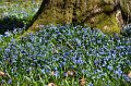 Scilla   003